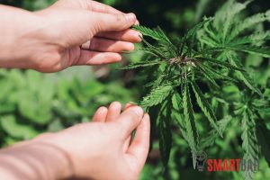 California’s Drug Cultivation Laws
